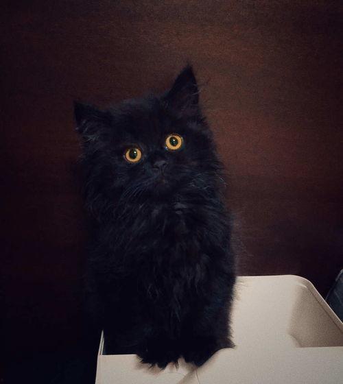 猫哥最新预测爆料,揭秘未来趋势,揭秘行业动向!