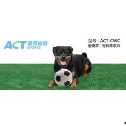 最新草系宠物爆料图,萌动春意,绿意盎然!